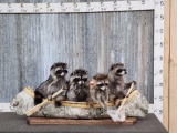 Family Of 4 Raccoons Fishing In A Birch Bark Canoe Taxidermy