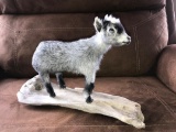 Young Pygmy Goat Full Body Taxidermy Mount