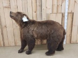 Beautiful Russian Brown Bear Full Body Taxidermy Mount