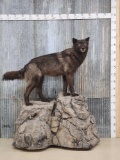 Alaskan Black Wolf Full Body Taxidermy Mount