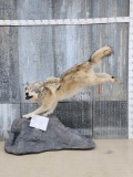 Alaskan Wolf Full Body Taxidermy Mount
