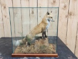 Red Fox Full Body Taxidermy Mount