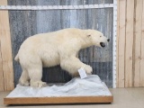 Giant Polar Bear Full Body Taxidermy Mount