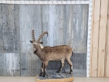 Ibex Full Body Taxidermy Mount