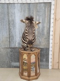 Zebra Pedestal Taxidermy Mount