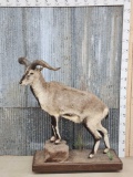 Asian Blue Sheep Full Body Taxidermy Mount