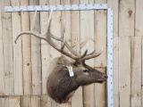 6x6 Elk Shoulder Mount Taxidermy