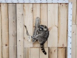 Raccoon Climbing On A Limb Taxidermy