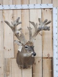 High 200 Class Whitetail Shoulder Mount In Velvet Taxidermy
