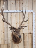 6x6 Elk Shoulder Mount Taxidermy