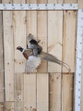 Cowboy Squirrel Riding A Flying Pheasant Taxidermy