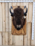 American Bison Buffalo Shoulder Mount Taxidermy