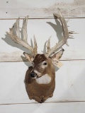 Big Heavy Main Frame 4x3 Whitetail Shoulder Mount Taxidermy