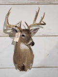 4x5 Whitetail Shoulder Mount Taxidermy