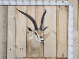 African Grants Gazelle Shoulder Mount Taxidermy