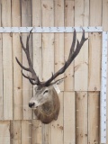 Red Stag Shoulder Mount Taxidermy