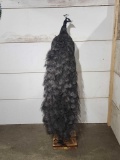 Rare Midnight Black Peacock Pedestal Bird Taxidermy