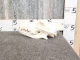 Alaskan Wolf Skull Taxidermy