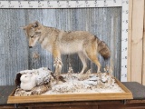 Coyote Hunting A Rabbit Full Body Taxidermy Mount
