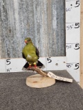 Green Fruit Pigeon Full Body Bird Taxidermy