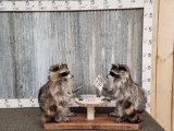 Raccoons Playing Poker Taxidermy