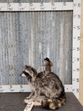Rodeo Squirrel Riding A Raccoon Taxidermy
