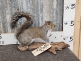 Grey Squirrel Full Body Taxidermy Mount