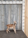 Baby Nubian Goat Full Body Taxidermy Mount
