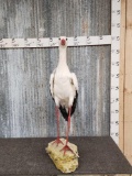 White Stork Full Body Bird Taxidermy