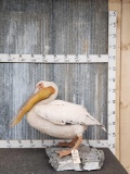 Great White Pelican Full Body Bird Taxidermy