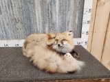 Red Fox Full Body Soft Mount Taxidermy