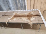 Soft Tanned Mountain Lion Fur Taxidermy