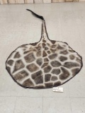 Giraffe Rump & Tail Rug Taxidermy