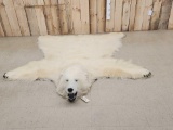 Spectacular Polar Bear Rug Taxidermy