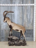 Spanish Ibex Full Body Taxidermy Mount