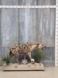 African Spotted Hyena Full Body Taxidermy Mount