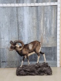 Mouflon Cross Ram Sheep Full Body Taxidermy Mount