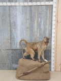 African Baboon Full Body Taxidermy Mount