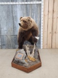 Alaskan Grizzly Bear Full Body Taxidermy Mount