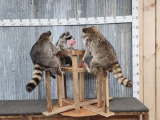 4 Raccoons Playing Poker Taxidermy
