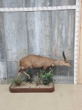 African Bush Buck Full Body Taxidermy Mount