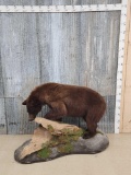 Cinnamon Phase Black Bear Full Body Taxidermy Mount