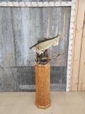 Beautiful Walleye Pedestal Reproduction Fish Taxidermy