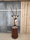 African Gemsbok Pedestal Taxidermy Mount