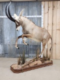 Spectacular African Roan Antelope Full Body Taxidermy Mount