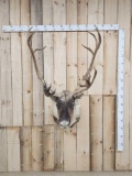 Caribou Shoulder Mount Taxidermy