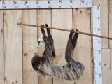 Two Toed Sloth Full Body Taxidermy Mount