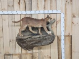 African Caracal Cat Full Body Taxidermy Mount