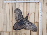 Turkey In Flight Bird Taxidermy