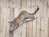 Mountain Lion Cougar Full Body Taxidermy Mount